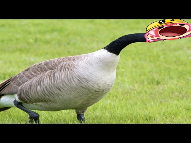 goose  | SPEEDUNNING TO INFERNAL KUUDRA DAY 17 | !ign  | !yt  | !code |  Hypixel Skyblock