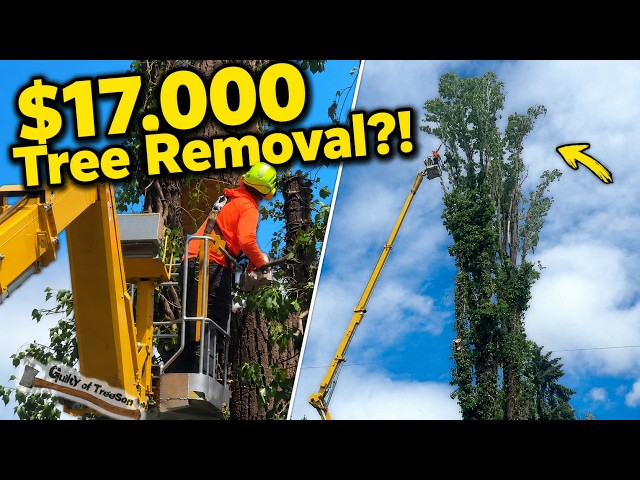 I did NOT want to do this $17,000 Tree but I did it anyway! Working with STC again
