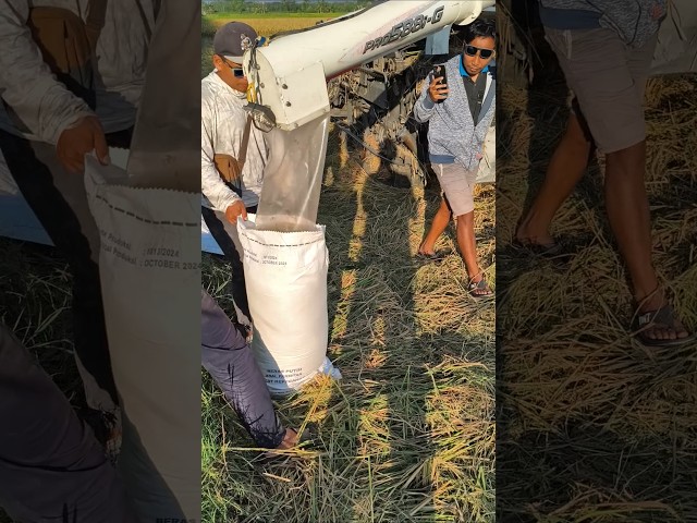 COMBINE HARVESTER KUBOTA SPIL HASIL PANEN eps 99 #kombisawah #combineharvester #kubota