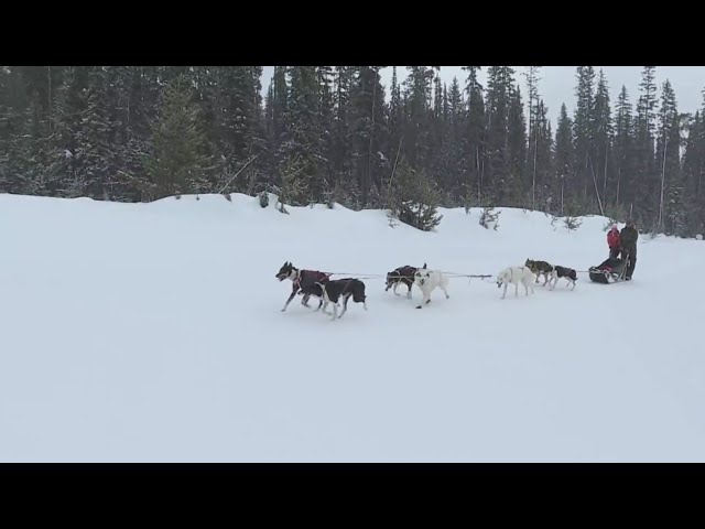 Big White Ski Resort - Dog Sledding Experience