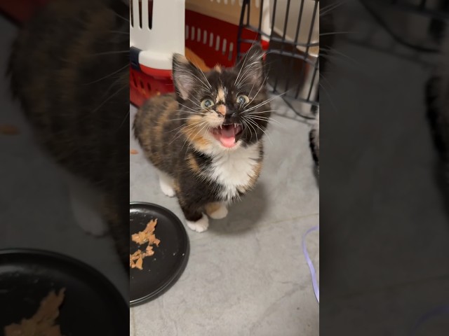 The cutest little chirps 🥹 visit Java Whiskers Cat Café London - link in bio!