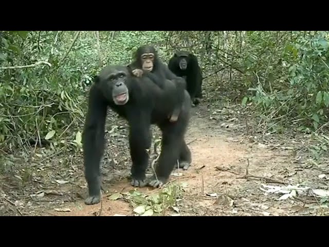 University of Derby and Twycross Zoo collaborate on project help protect chimpanzees from extinction