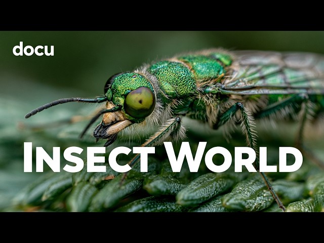 INSECT WORLD (Hidden Micro Kingdoms Revealed – Full Nature Documentary) 🐜