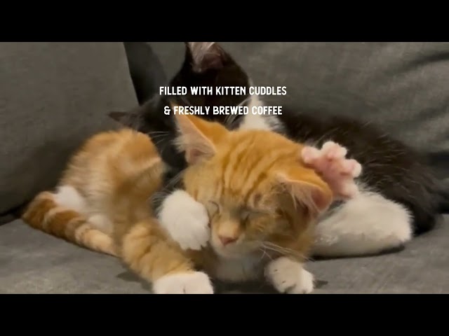 Kitten Massage