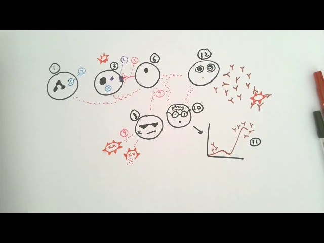 Biology Pictionary - Challenge 7