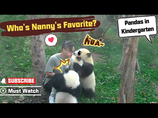 Baby Pandas Ask Nanny To Tell Who Is His Favorite | iPanda