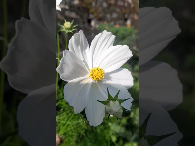 #100%right  #nature #beatiful flower 🌼 #like #subscribe