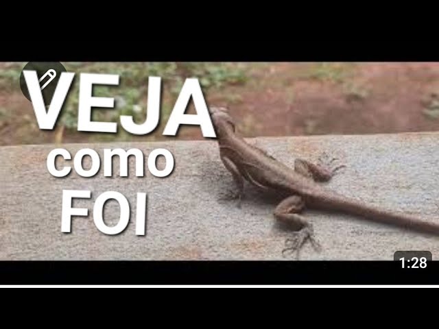 Gaiola pega Rato