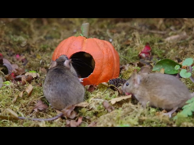 Spooky goings on in the magical mouse village .