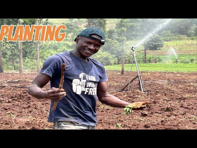 The Secret to Growing Perfect Green Capsicum (Sweet Peppers)