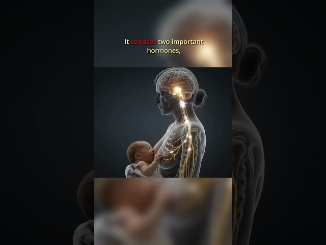 Did You Know This? Oxytocin & Prolactin  #breastfeeding #biology