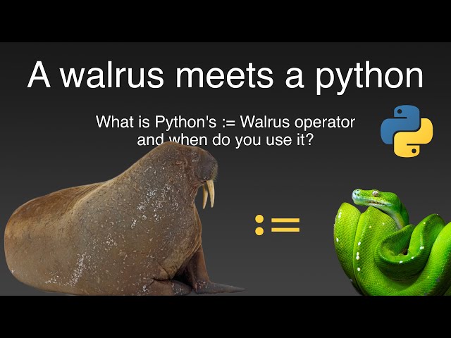 A Walrus Meets a Python - What is the := Walrus Operator?