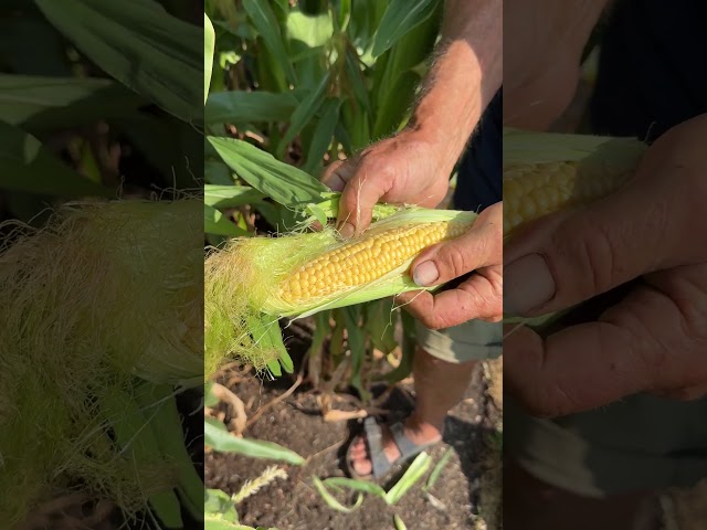 When to Harvest Sweetcorn | How to Know It's Ready