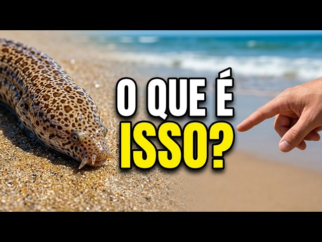 Turista Encontra Animal Estranho na Praia