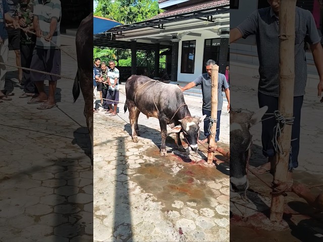 Cara Mudah Jagal Sapi Qurban 2026 #iduladha #iduladha1447h #idulqurban #sapiqurban #1447h