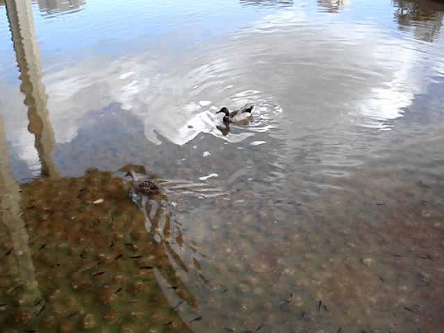 Two Ducks Went Acourting in the Hawaii Capitol Moat-Couple of April Fools!