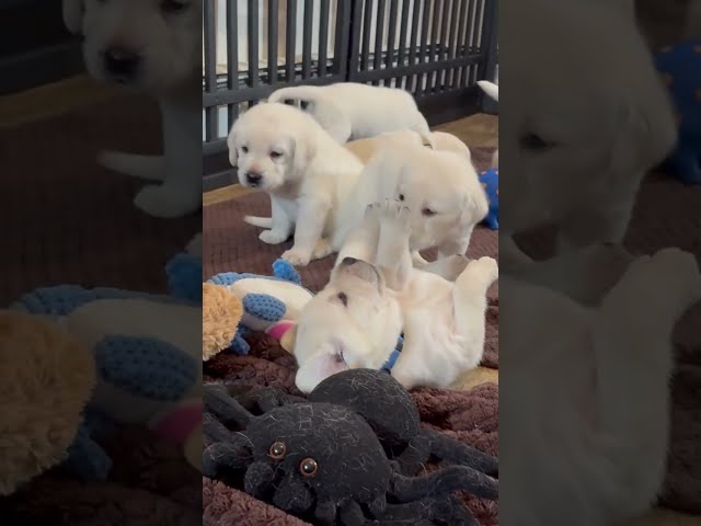 Puppy Playtime for 4-Week-Old Lab Puppies #labrador #cutepuppy #puppy