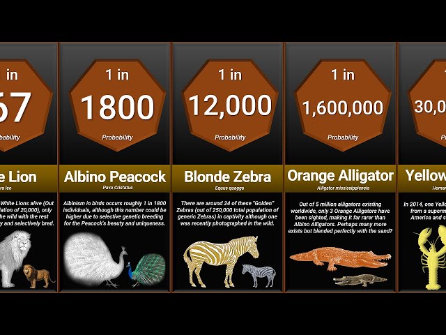 Probability Comparison: Rarest Animal