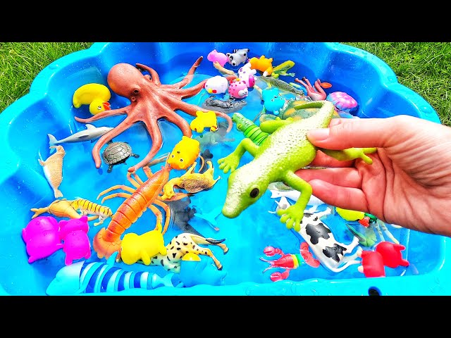 Learn animal names & facts for babies, toddlers, preschoolers, kids