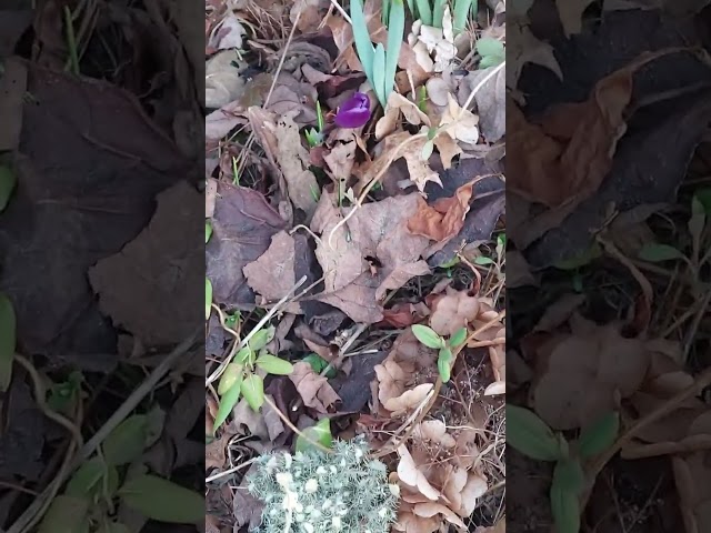 Hocus Pocus, I found a crocus...