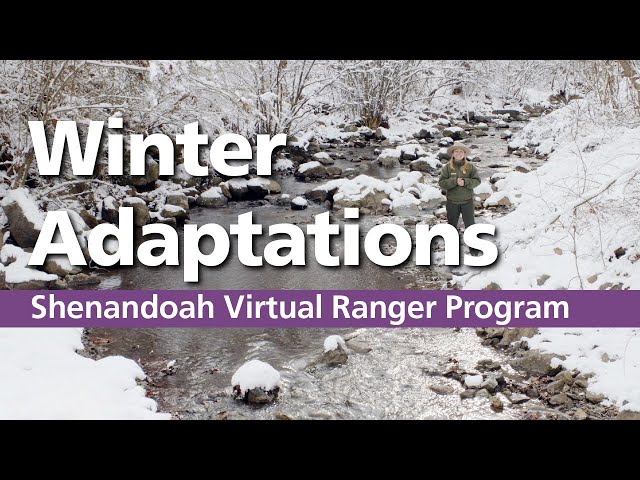 What Animals do to Survive in Shenandoah's Winter Wonderland
