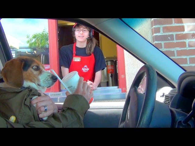 DOG IN THE DRIVE THRU!