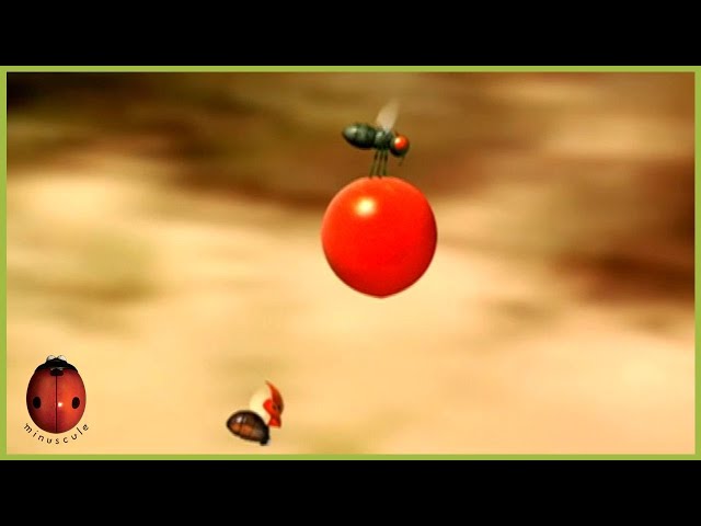 Cherry Tomato | Minuscule | S01E77