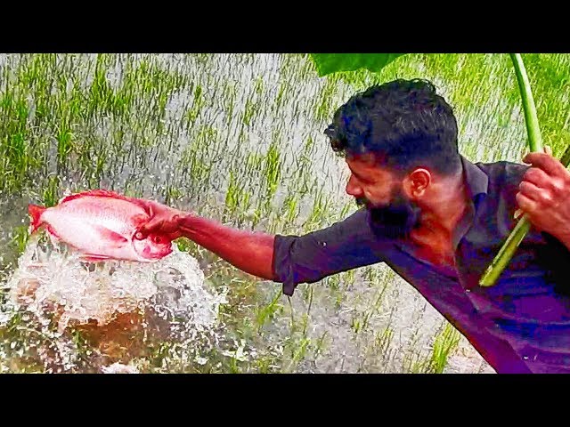 KFC Grilled Fish / Making / ഒന്നര കിലോ മീൻ ചുട്ടെടുത്തത് / Village food factory