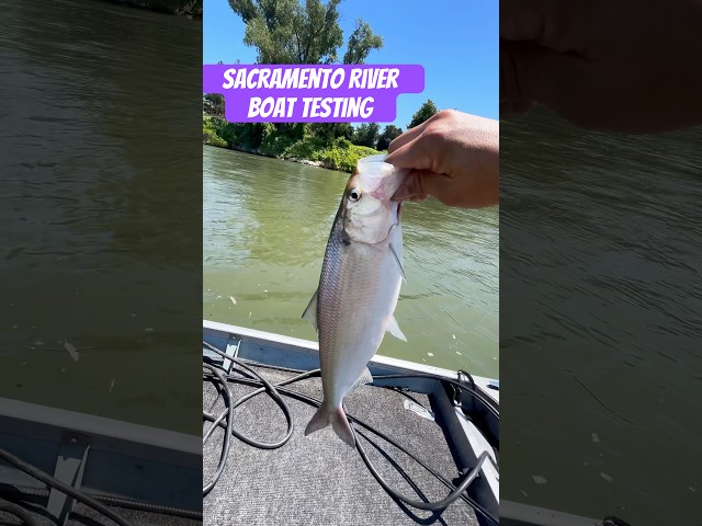 Testing this Gregor 17ft boat and American Shad fishing Sacramento River #boat#mercury#sacramento