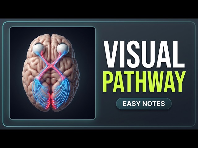 Visual Pathway from Retina to Cortex (Quick Study Notes) |The Visual Pathway & Visual Field Defects.