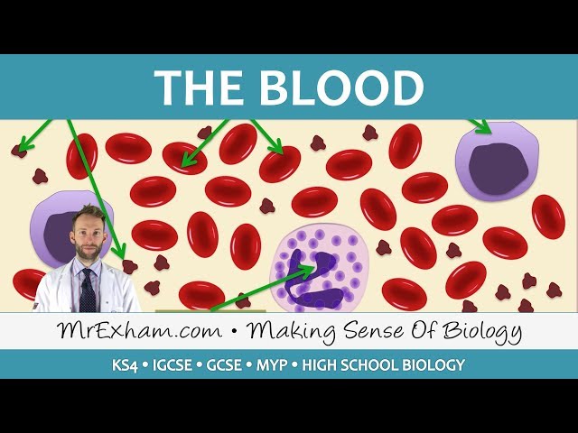 Blood - GCSE Biology (9-1)