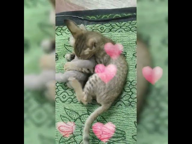 Jolly O Gymkhana||Cat cute whatsapp status. #shorts #jollyogymkhana #youtube #whatsappstatus #video