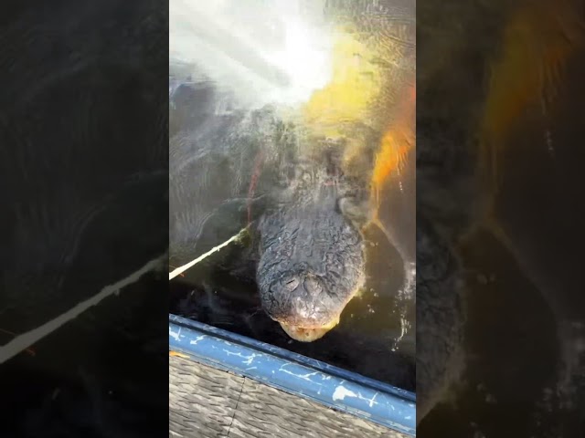 GIANT ALLIGATOR CAPTURED! #shorts #short #viral #youtubeshorts #youtube #viralvideo #youtube #fyp