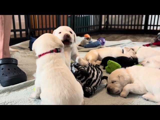 FIRST TIME in the NEW puppy play pen! 9 cute puppies weigh in on Day 24 #labrador #cutepuppy #puppy