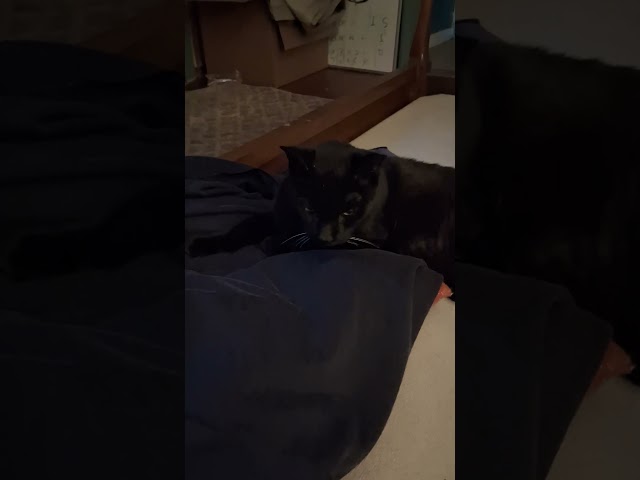 Charlie came home!