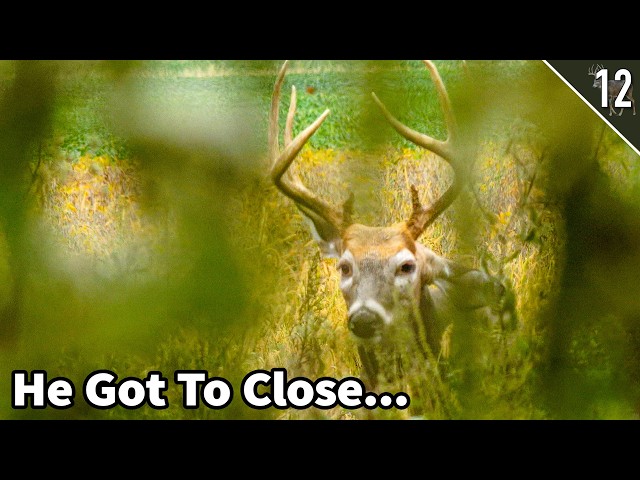 This Buck Walked STRAIGHT TO US!!
