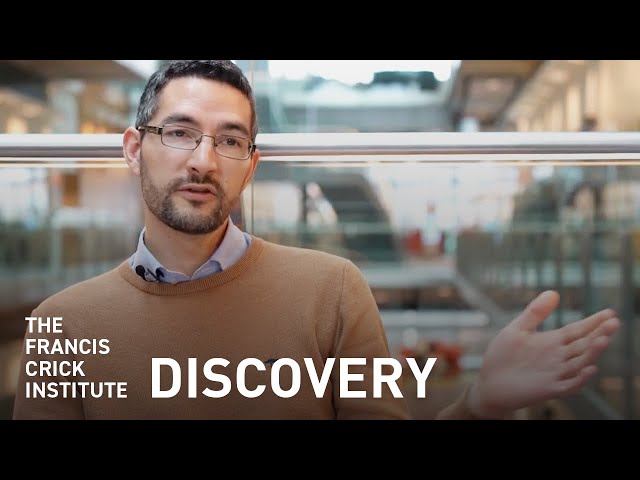 Major Cause of Inflammatory Bowel Disease Discovered