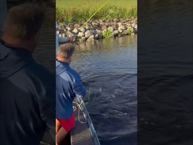 BIG ALLIGATOR CAPTURED! 4/8 #viral #short #youtubeshorts #shorts #viralvideo #youtube #shortvideo