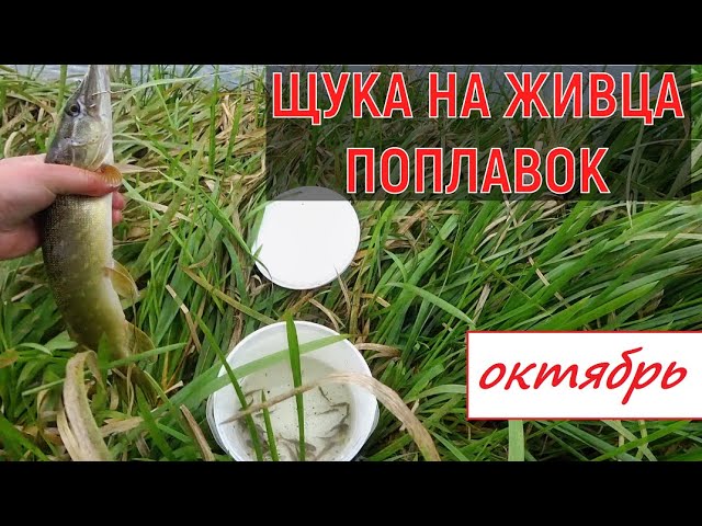 ЛОВЛЯ ЩУКИ НА ЖИВЦА НА ПОПЛАВОЧНУЮ УДОЧКУ. Рыбалка НА Течении Перед Ледоставом.