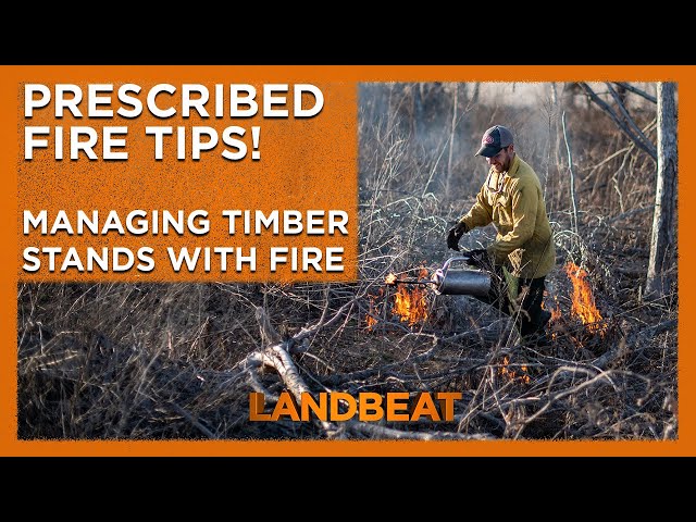 🔥 Prescribed Fire Tips | Managing Timber Stands With Fire 🔥