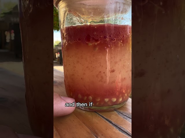 Tomato Seed Saving The RIGHT Way