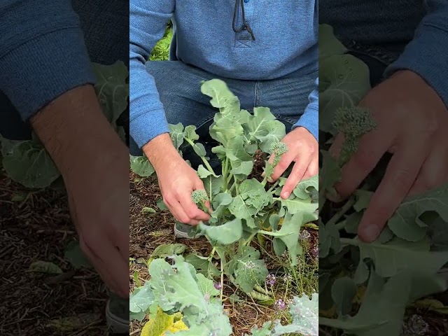 Double Your Broccolini Harvest!