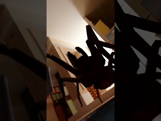 Giant Spider IN YOUR HOUSE! #shorts