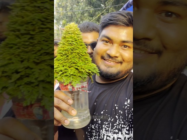 Sanjeevani tree 🌵 Real or fake? Part 1#shorts #experiment