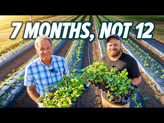 Plant Strawberries Now, Pick Them in April