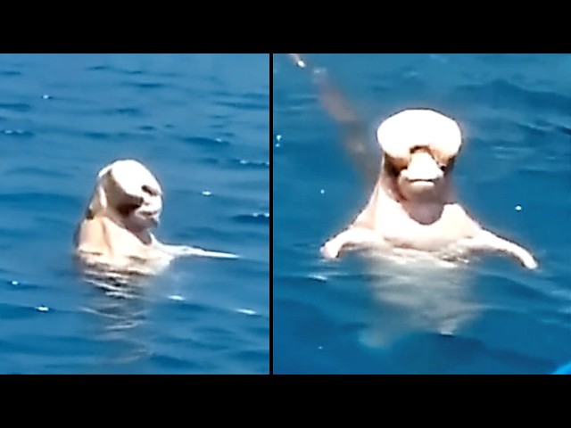 Unknown Creatures Are Being Filmed Across America