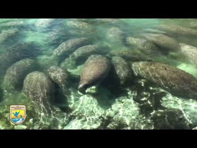 Crystal River Refuge's "Manatee Manners" for Boaters