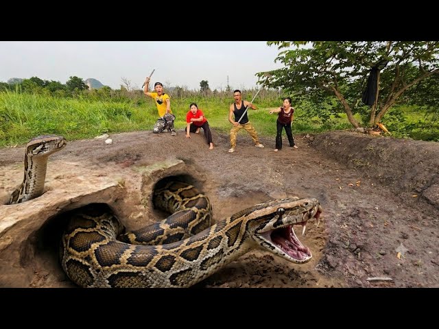 Brave Expert Digs Up and Captures Giant Python