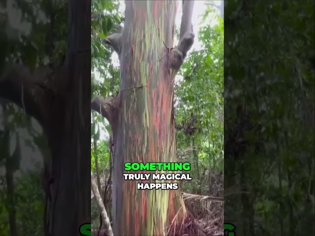 Discover the Marvel of Rainbow Eucalyptus Trees Nature's Colorful Masterpieces