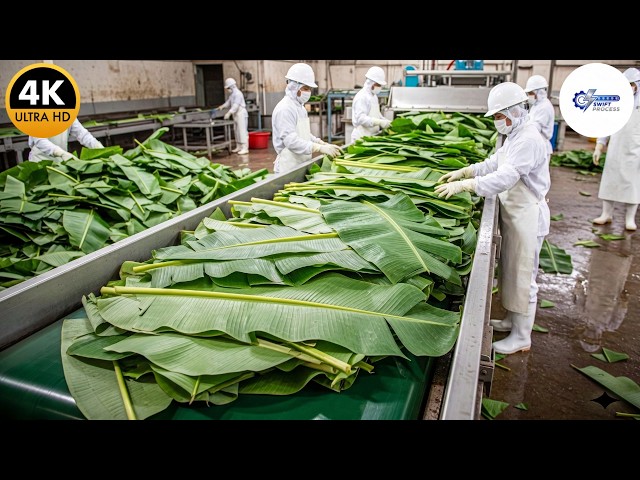 Inside the High-Tech Banana Leaf Factory: Ultimate Eco-Packaging (Full Process)